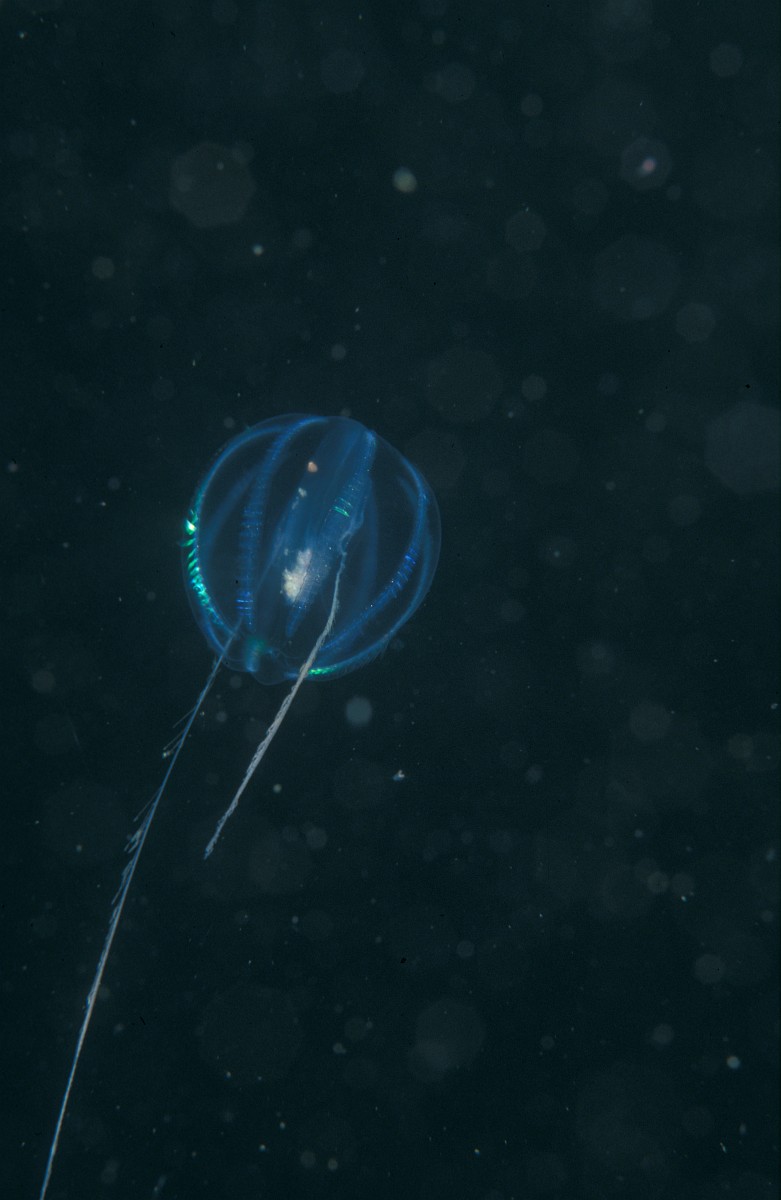 Pleurobrachia pileus, Sea Gooseberry